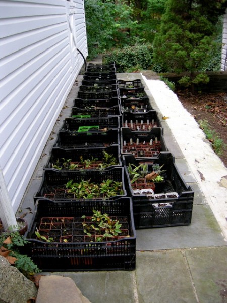 CSG Mini Hosta Propagation Fall 2014