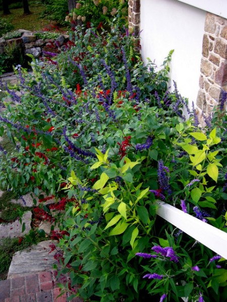 Kring Garden fall 2014 10-5-2014 3-57-24 PM