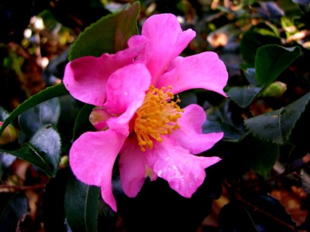 Camellia x 'Long Island Pink'