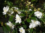 Camellia x ‘Snow&nbsp;Flurry’