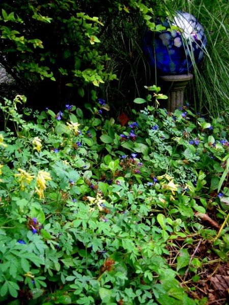 Ceratostigma plumbaginoides & Corydalis lutea