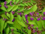 Callicarpa ‘Early Amethyst’