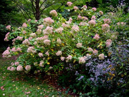Hygrangea 'Limelight', Aster cordifolius, Rudbeckia triloba