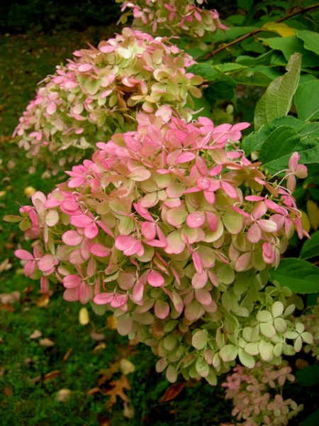 Hydrangea 'Limelight'