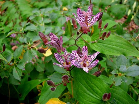 Tricyrtis 'Sinonome'