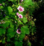 Malva ‘Zebrina’