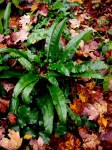 Hart’s tongue fern with&nbsp;epimedium