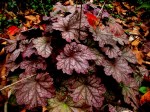 Heuchera ‘Berry Smoothie’
