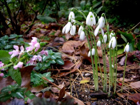 Galanthus reginae-olgae, Lamium 'Shell Pink'