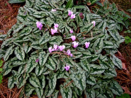 Cyclamen hederifolium at Chanticleer