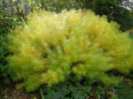 Amsonia hubrichtii at Chanticleer