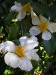 Camellia ‘Lu Shan&nbsp;Snow’
