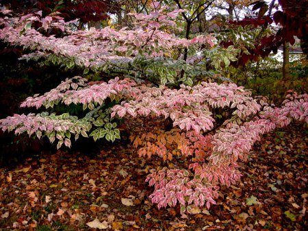 Cornus kousa 'Wolf's Eye'