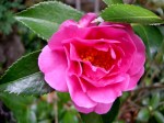 Camellia x ‘Winter’s Joy’