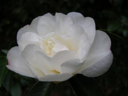 Camellia x 'Winter's Snowman'