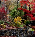 Carolyn’s Shade Gardens in&nbsp;fall