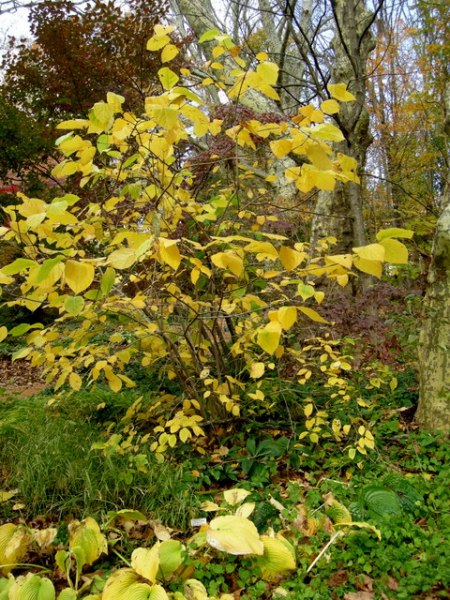 'Hartlage Wine' sweetshrub