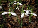 Galanthus elwesii “two&nbsp;scapes’