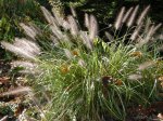 Pennisetum ‘Moudry’