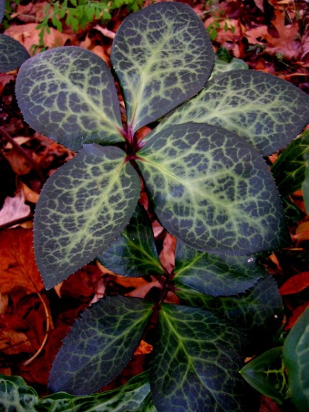 Helleborus x 'Penny's Pink'