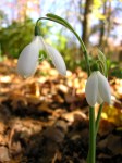 Galanthus reginae-olgae ‘Tilebarn&nbsp;Jamie’