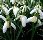 Galanthus nivalis ‘Blonde&nbsp;Inge’