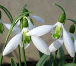 Galanthus elwesii ‘Daphne’s Scissors’