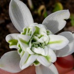 Galanthus ‘Hill Poe’