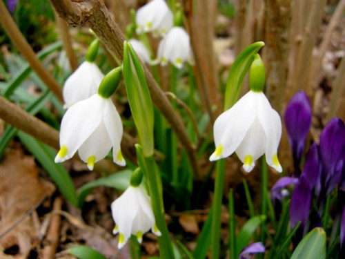 Leucojum vernum var. carpathicum