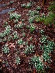 Galanthus nivalis Cresson