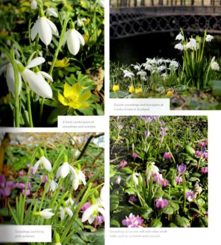 Sladesnowdropbook 1-13-2015 2-35-43 PM