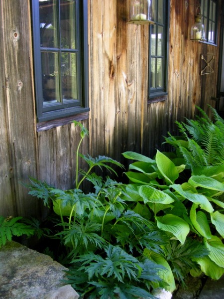 ligularia, hosta, and ferns in Connecticut