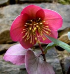 Helleborus x ‘Penny’s Pink’ 3-30-2015 11-19-58&nbsp;AM