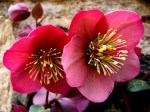 Helleborus x ‘Penny’s Pink’ 3-30-2015 4-13-51&nbsp;PM