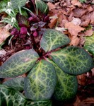 Helleborus x ‘Penny’s Pink’ 3-30-2015 5-09-02&nbsp;PM