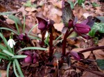 Helleborus x ‘Penny’s Pink’ 3-30-2015 5-09-23&nbsp;PM