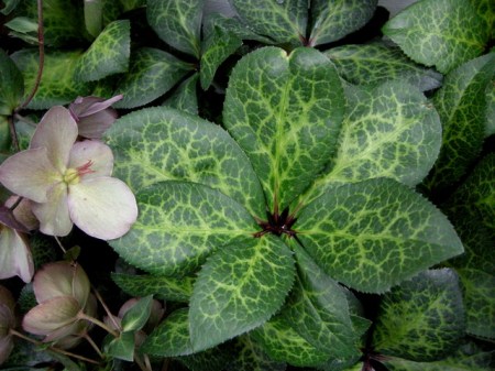 Helleborus x 'Penny's Pink' 5-29-2014 7-12-27 AM