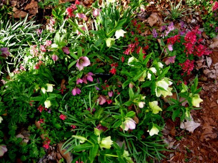 Corydalis solida, helleborus