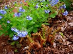 Mertensia virginica, Polystichum&nbsp;polyblepharum