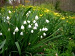 Leucojum aestivum, Stylophorum&nbsp;diphyllum