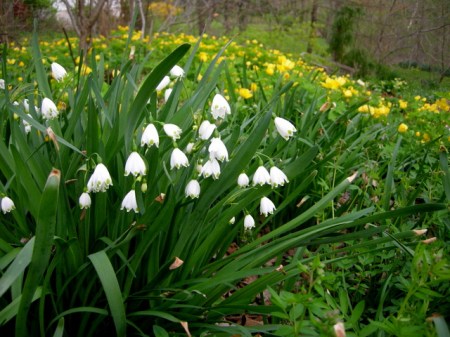 Leucojum aestivum, Stylophorum diphyllum
