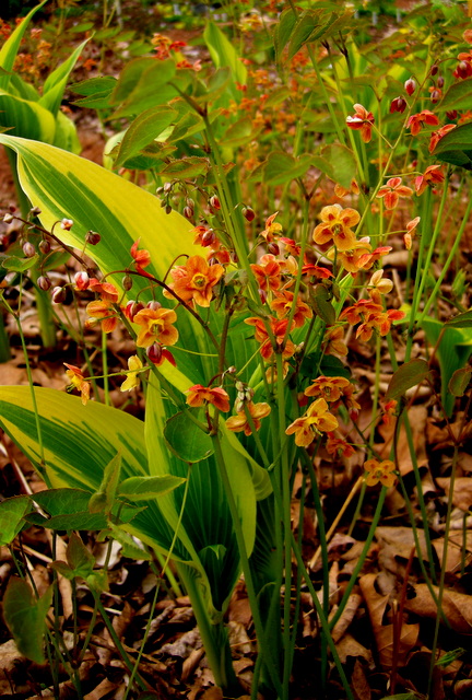 Epimedium x warleyense, Hosta montana 'Aureo-marginata'