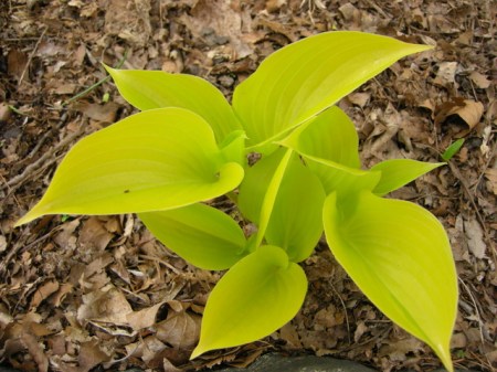 Hosta 'Appletini'