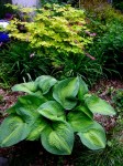 Hosta ‘Brother Stefan’