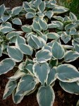 Hosta ‘El Nino’