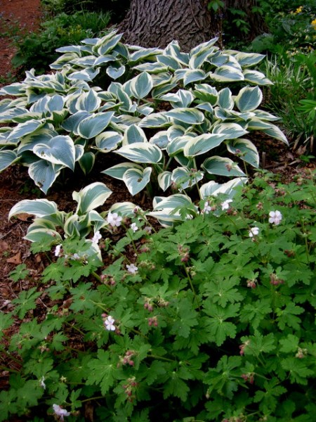 Hosta 'El Nino'