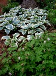 Hosta ‘El Nino’