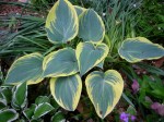 Hosta ‘First Frost’