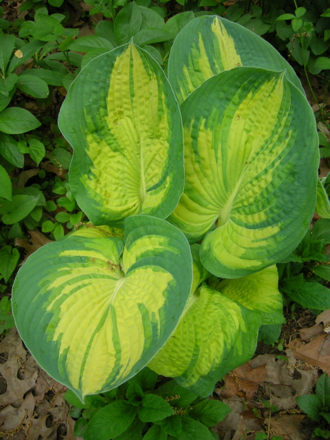 Top 10 Favorite Larger Hostas | CAROLYN'S SHADE GARDENS