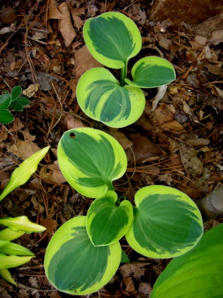 Hosta 'Mighty Mouse'